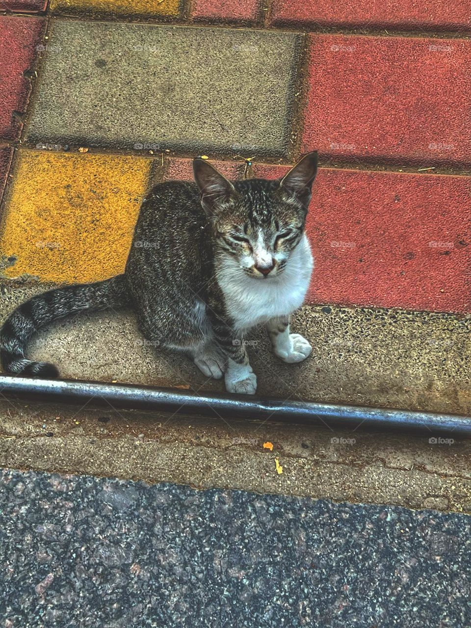 Cute cat toeing and tailing the line