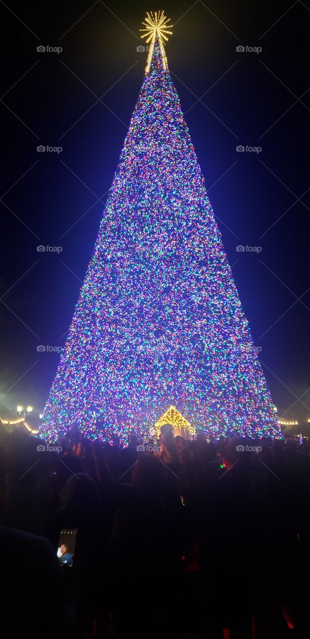 100 feet tall Christmas 🎄