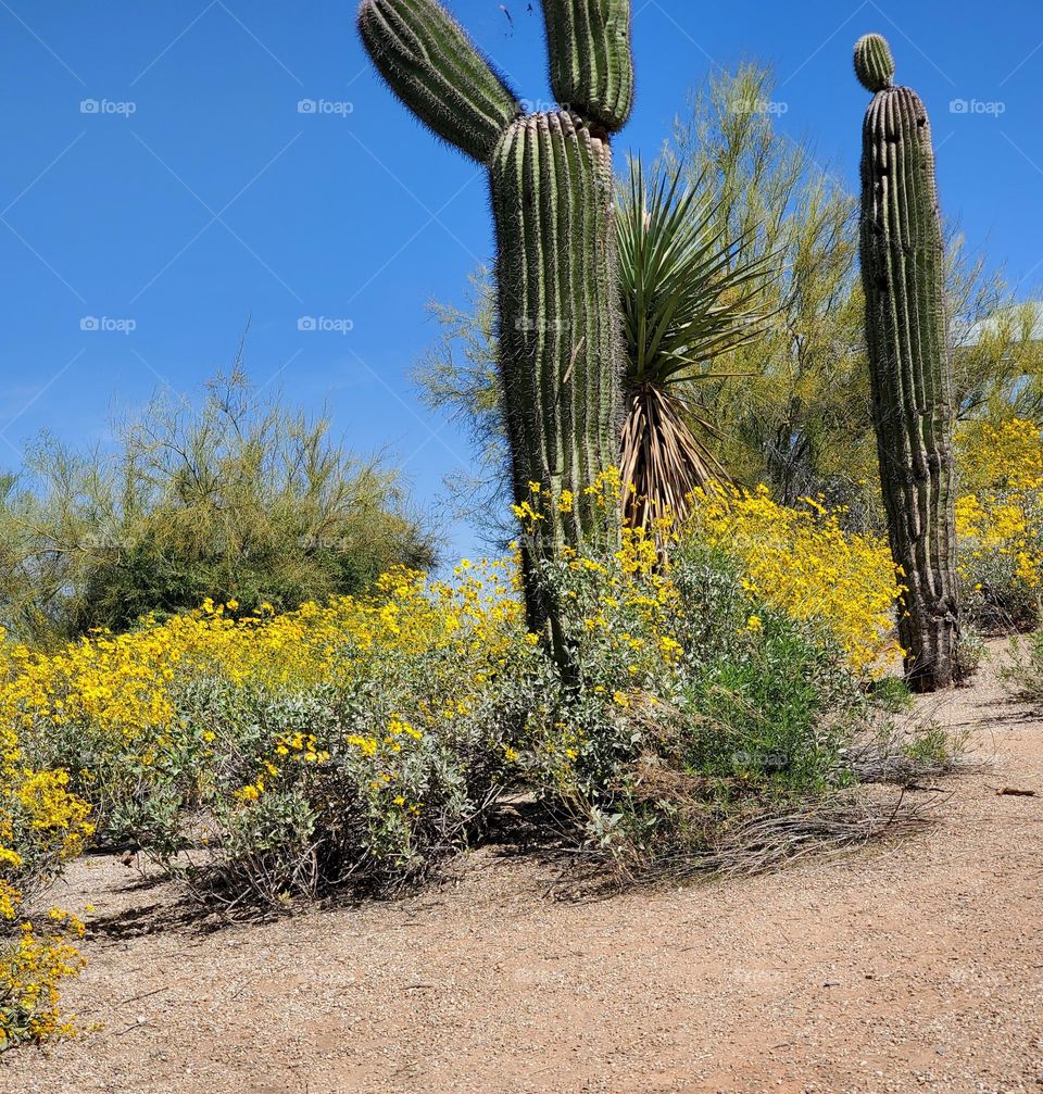 Cactus and Yellow Spring Flowers