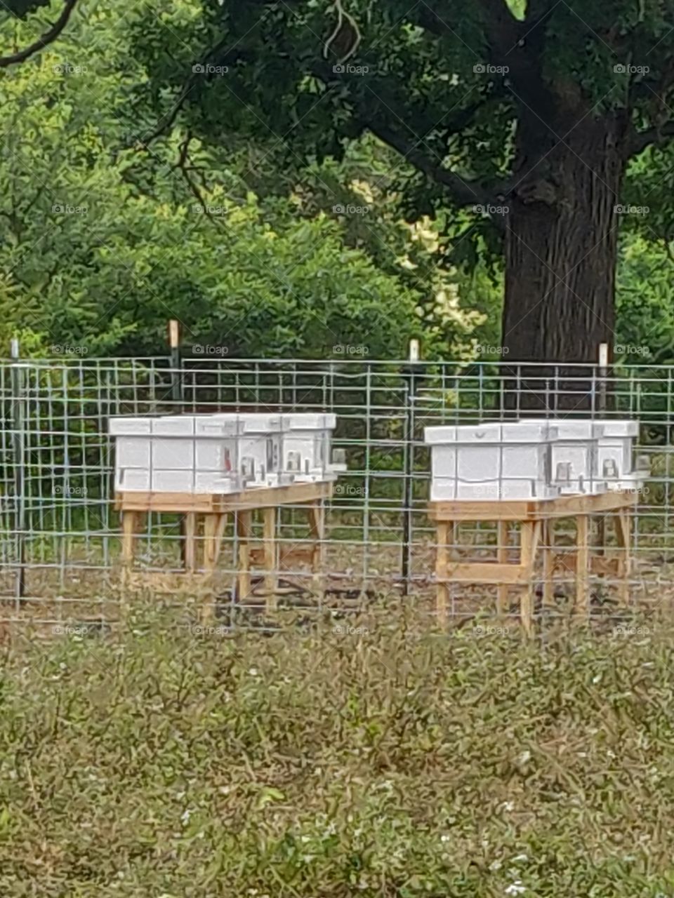 bees farm