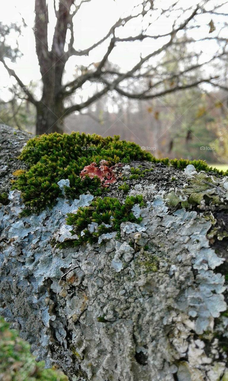 Lichen