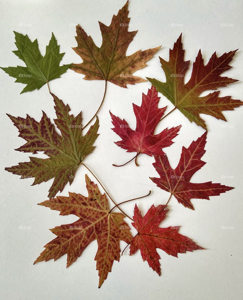 βLife starts all over again when it gets crisp in the Fall.β π The season of change where colorful leaves, although breathtaking, are beautifully ending their lifecycle and the wind of change is preparing for new beginnings. ππ