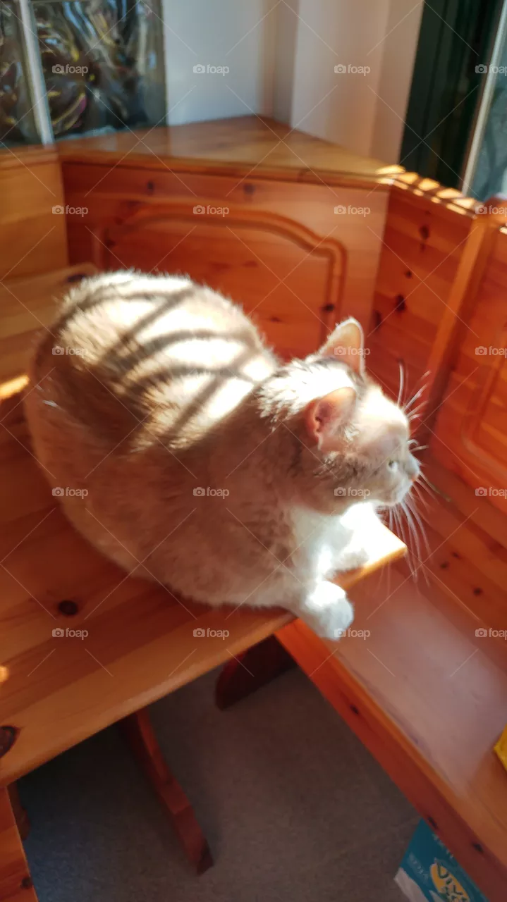 sun