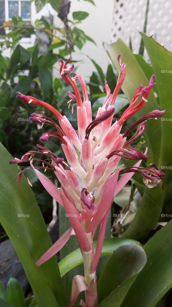 wild Jamaican flower