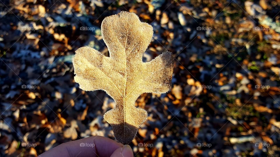 My favorite part of Winter is taking pictures of frost, ice, and snow.