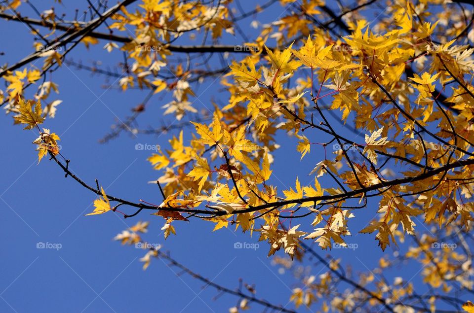 Yellow autumn leaves against blue sky