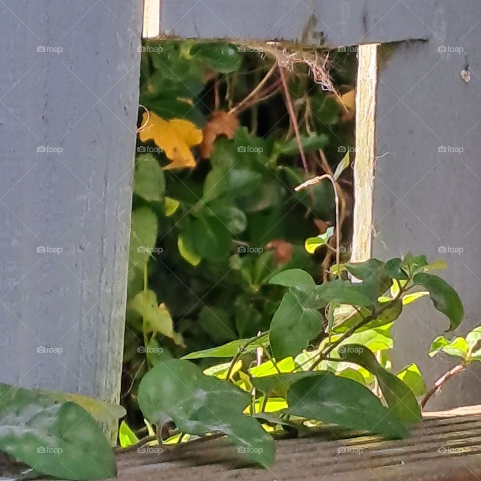 cats exit n entrance in fence