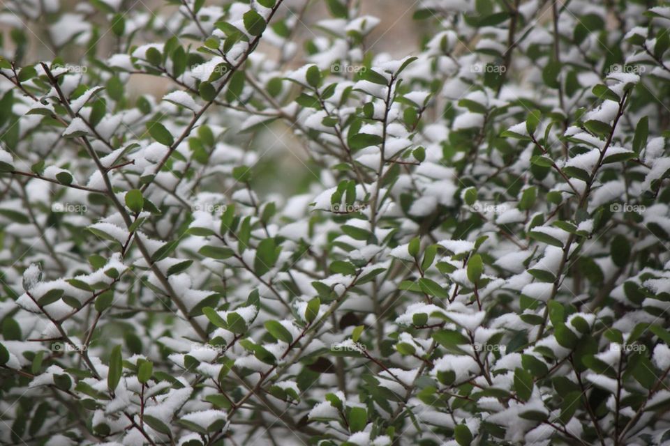 Leaves if snow 