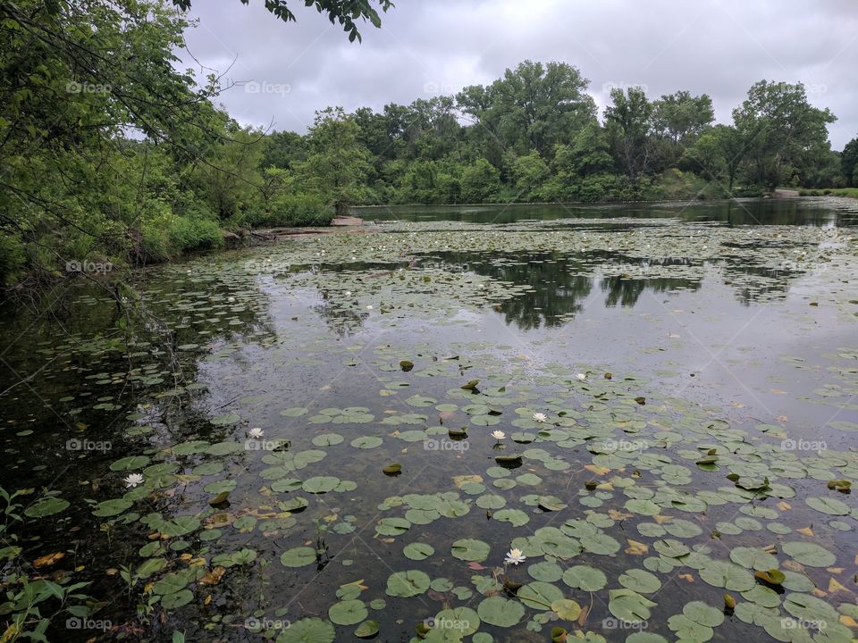 lily pads