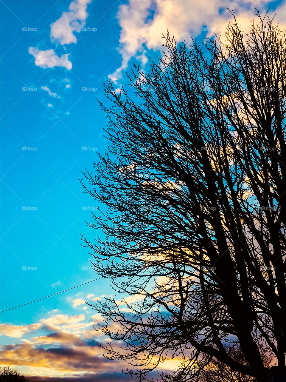 Trees silhouettes against the blue sky...