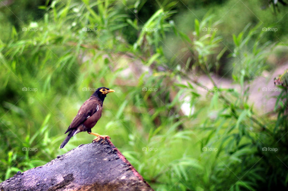 myna