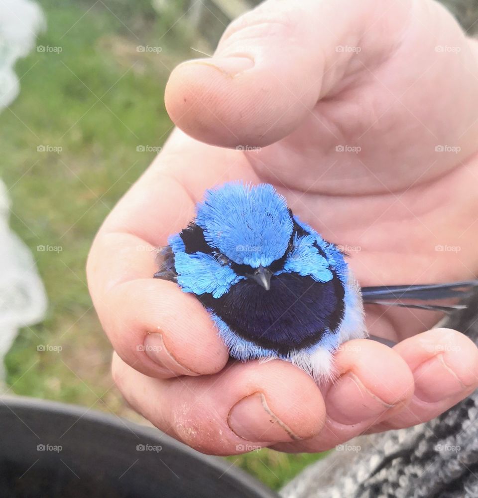 Blue wren