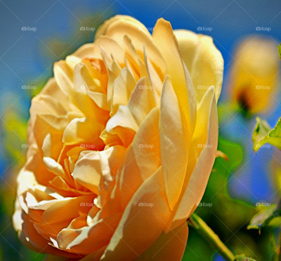 yellow flower art rose by lightanddrawing