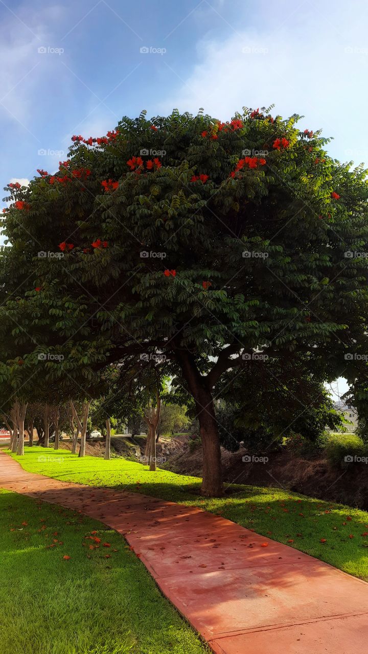 Summer in the park, tree, red,landscape, reflection,nature,plant,botany, blossom, colorful,floral,summer spring,foliage,green,season