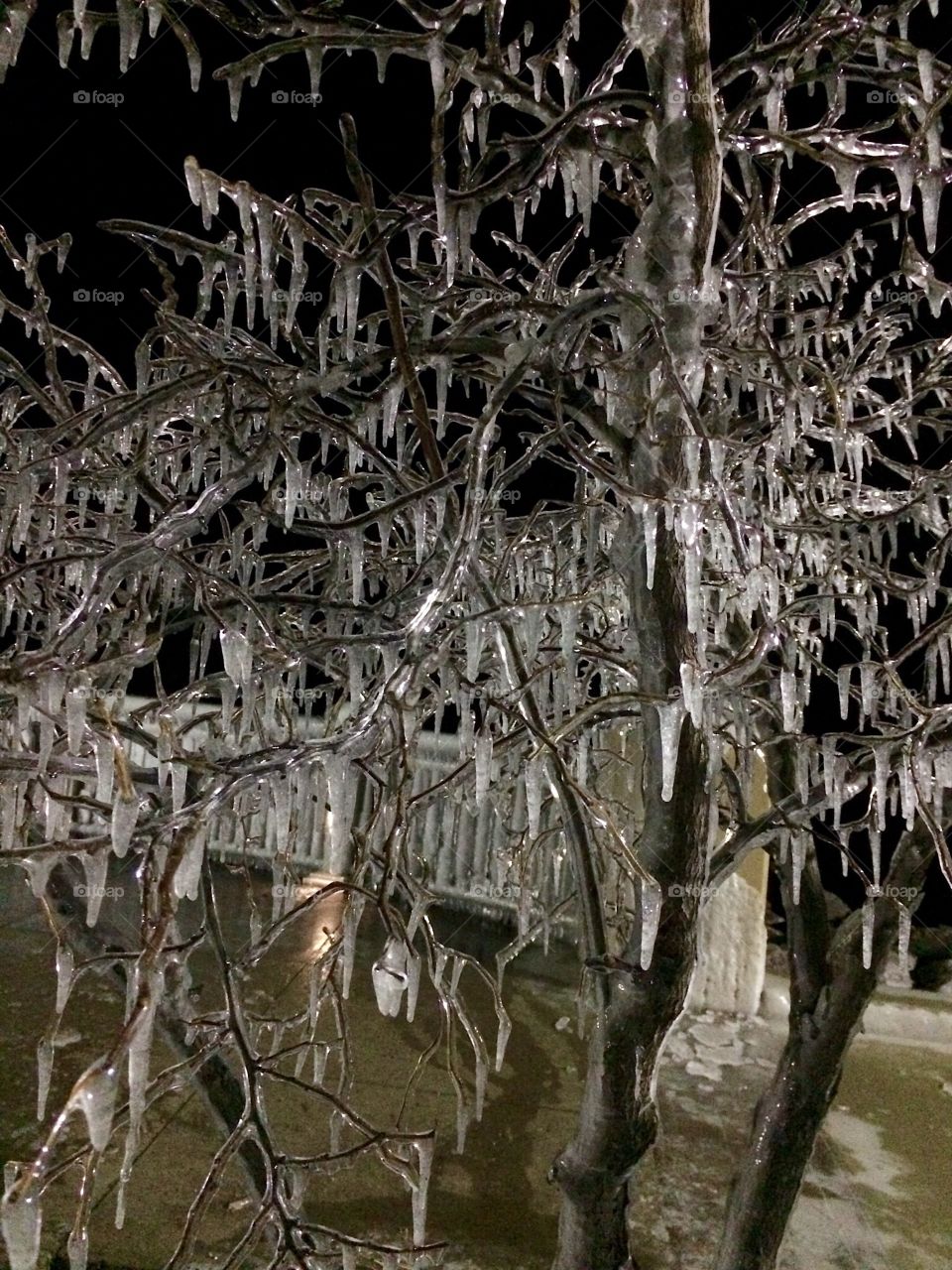 Frozen tree dripping with icicles 