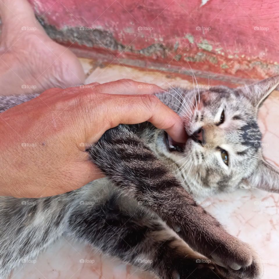 Cute cat bites its owner's finger
