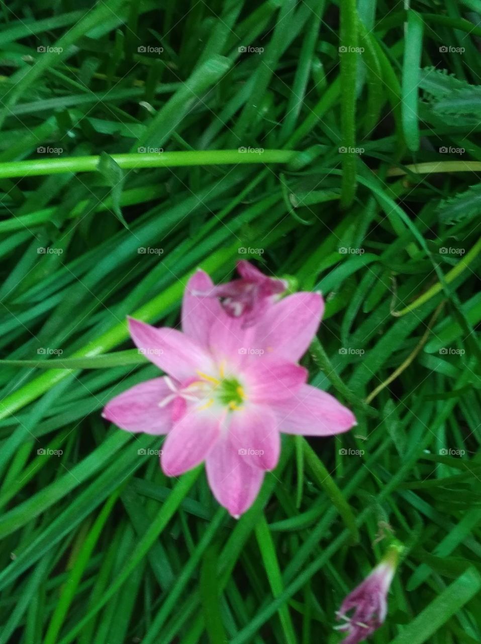pink flower seasonal fresh shurb small size looks very beautiful generally found everywhere