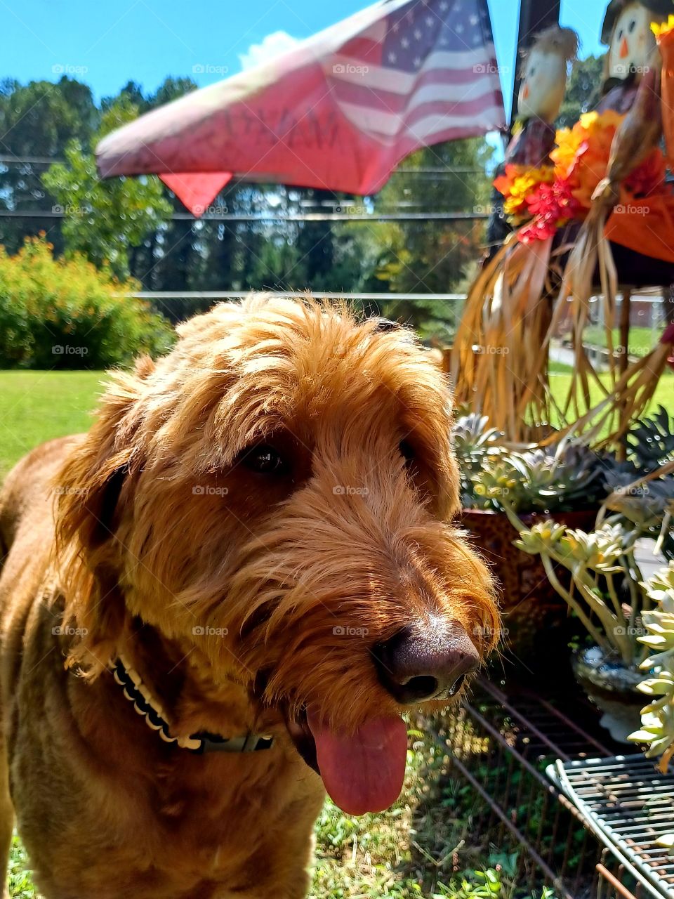 Happy Goldendoodle on a Fall Day