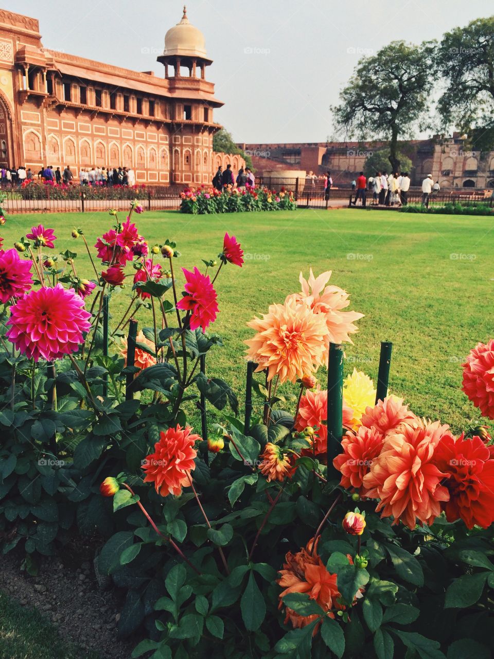 Flowers in park. Agra fort in India   Beautiful flowers