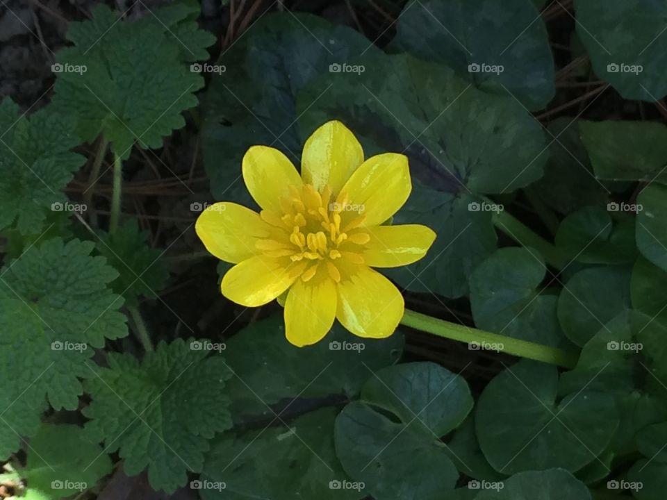 Yellow flower, Lesser celandine