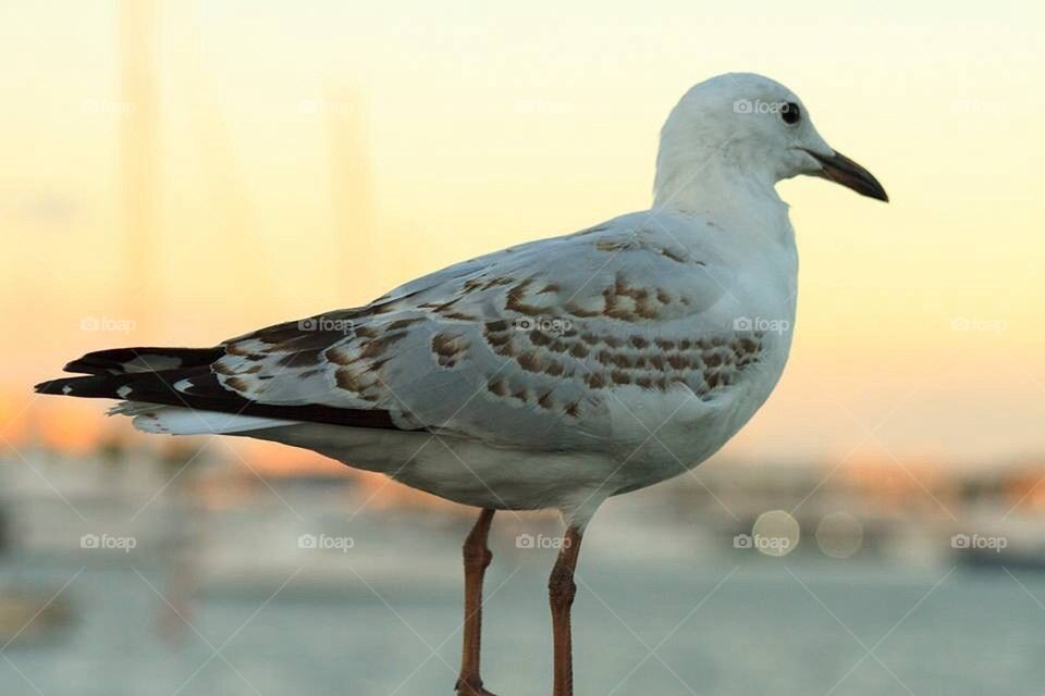 Juvenile Seagull