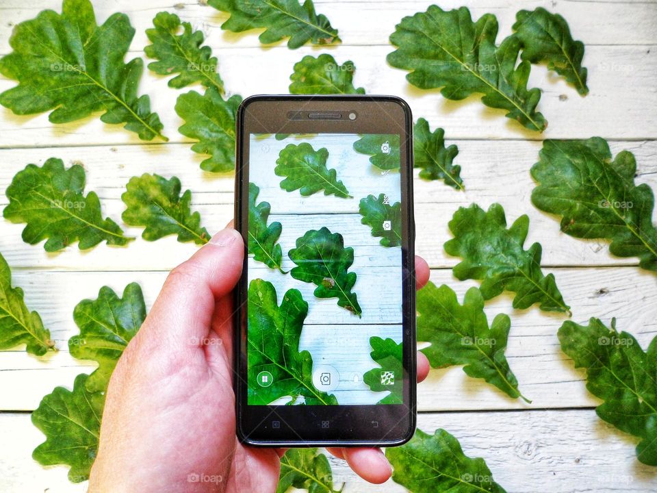 green oak leaves on white background and smartphone