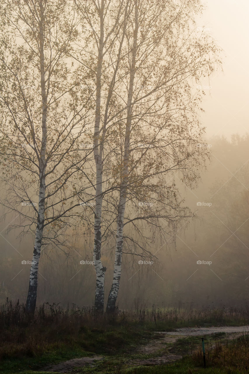 Autumn misty park at early morning 