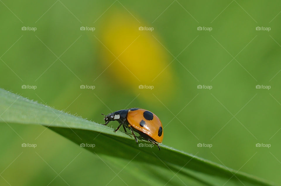 Summer, a sunny day, the grass is green, the Ladybug is running, bask in the sun, and take shelter in the grass, in the coolness of the shady grass.