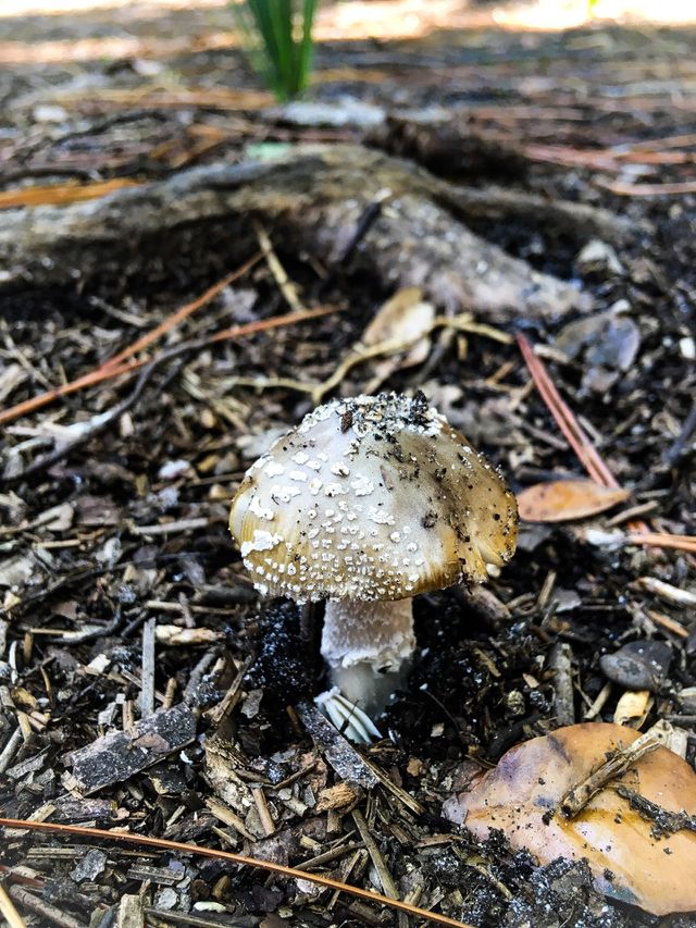 Nature walks in a South Florida forest