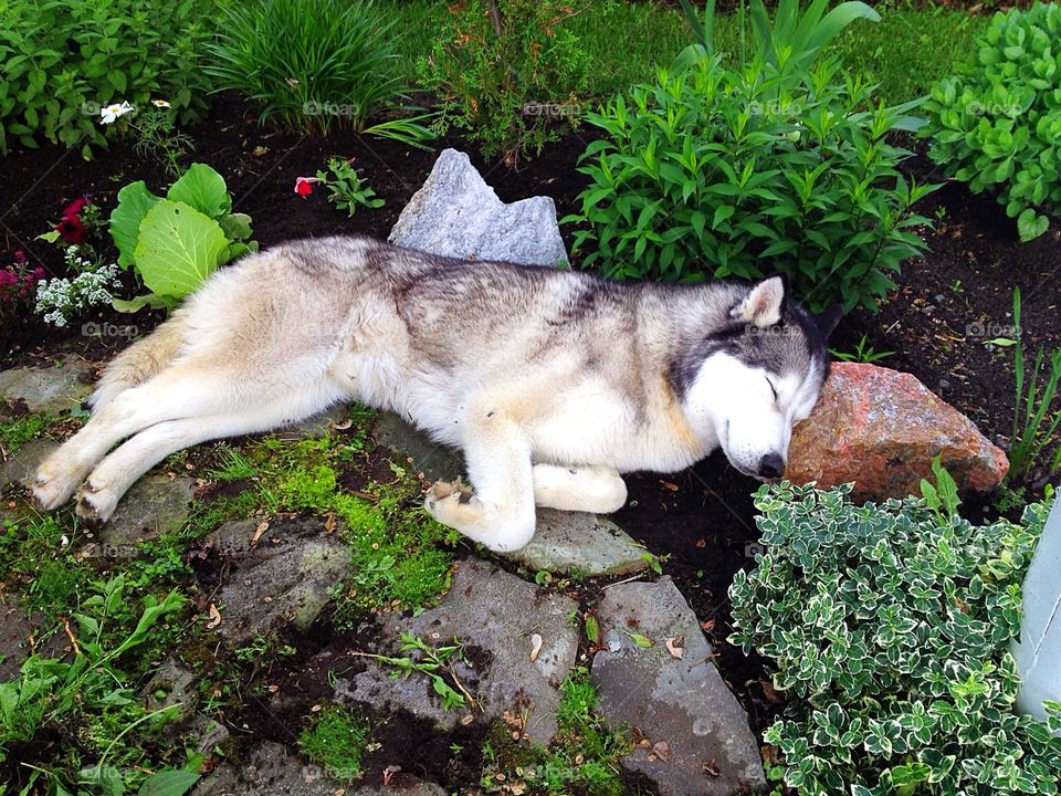 Sleeping Beauty, Siberian Husky