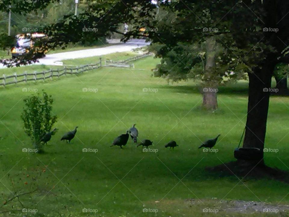 Wild Turkeys