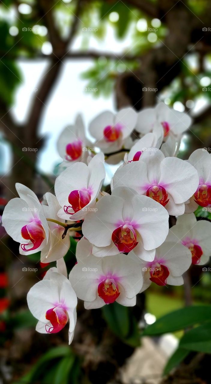 The Moon Orchid or Puspa Pesona is one of Indonesia's national flowers. First discovered by a Dutch botanist, Dr. C.L. Blume. This orchid plant is widespread from Malaysia, Indonesia, the Philippines, Papua, to Australia