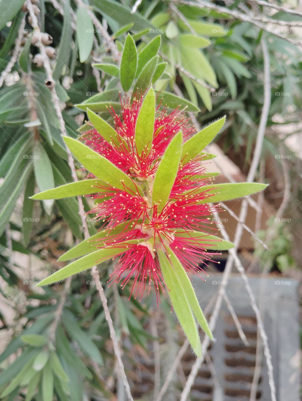 bottle brush pink flower seasonal fresh shurb looks very beautiful generally found everywhere