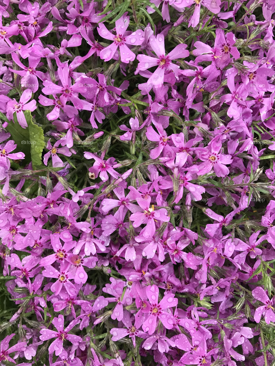 Purple flowers in the garden