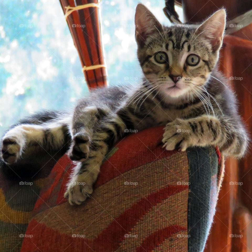 Kitten lounging on chair