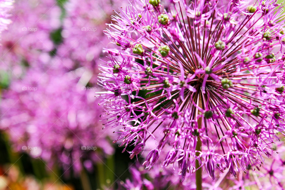 Purple flower