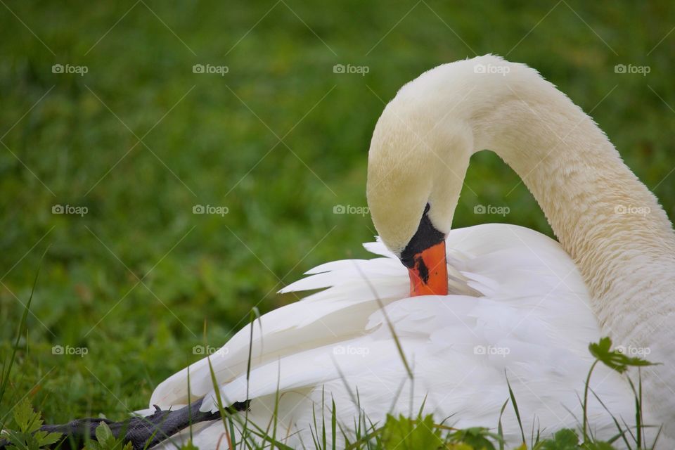 Close-up of swan on grass