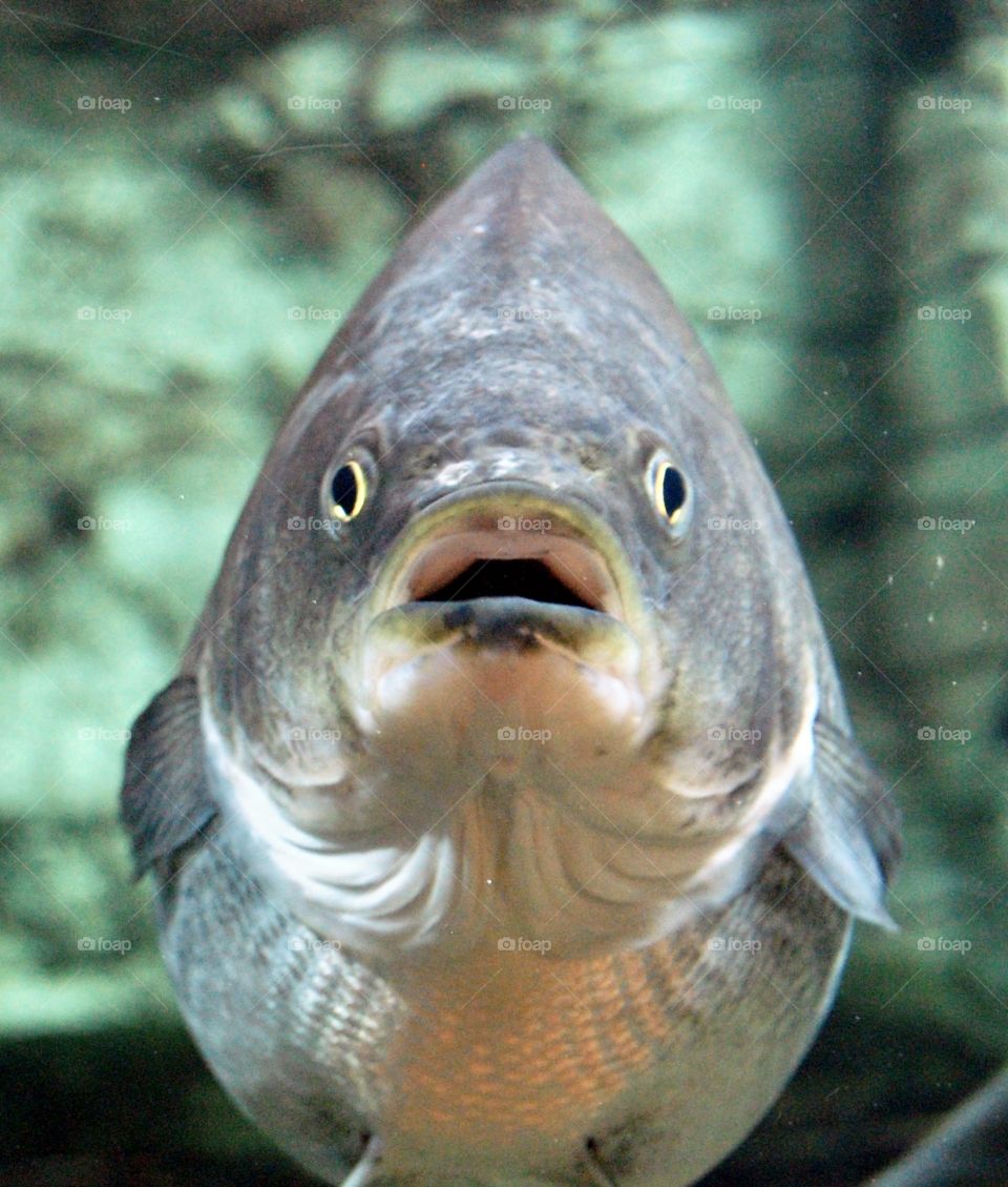 Fish looking at me with a surprised look on its face