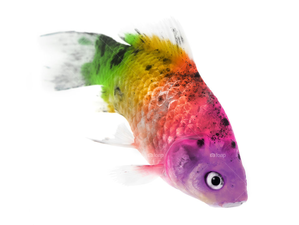 Rainbow fish