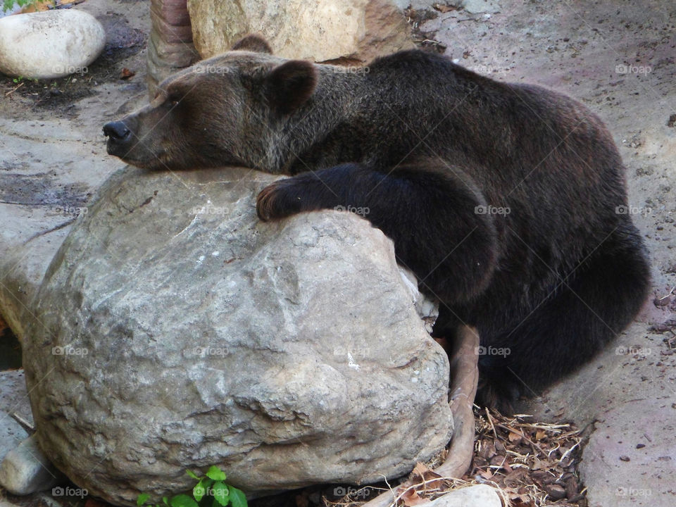 Brown bear in a zoo in Spain