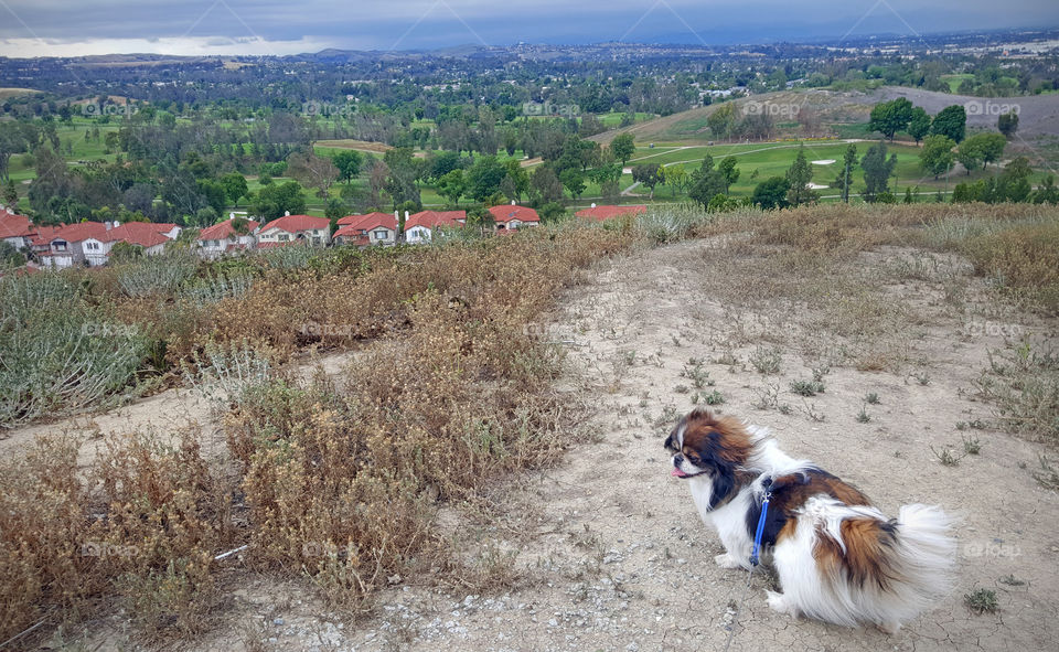 Pekingese Dog, enjoying the walk outdoors