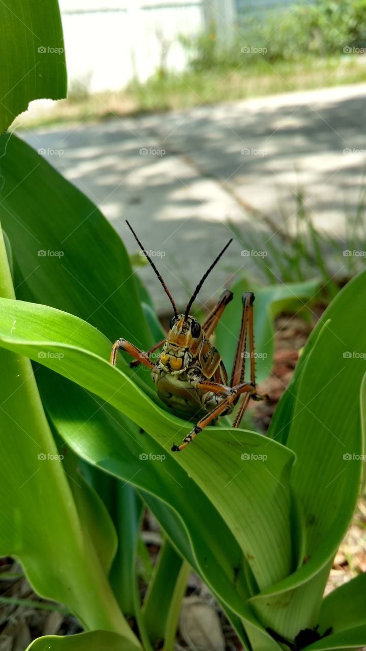 grasshopper face... black eyes, nature's beauty. burnt orange color legs with black.