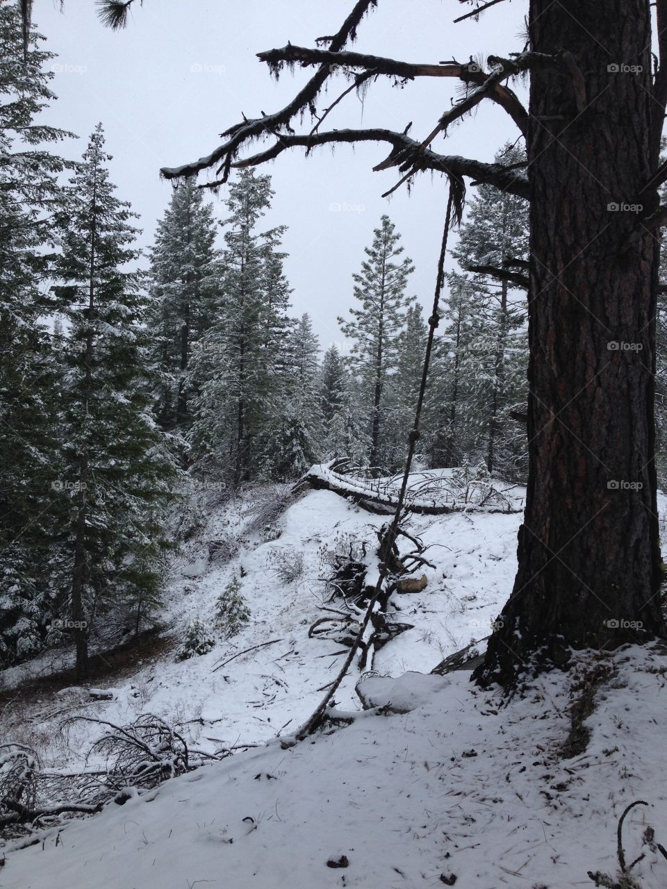 Rope Swing Waiting For Spring