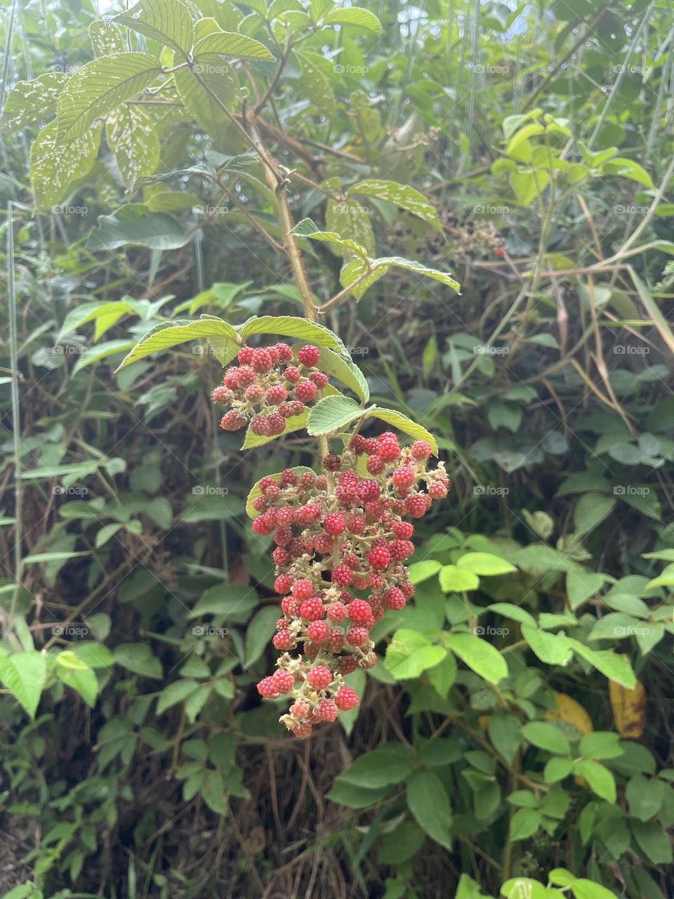 Fruits and plants blackberries 