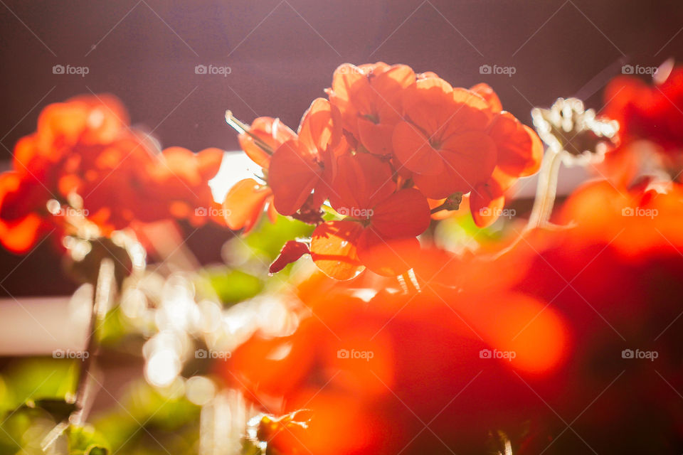 orange flowers. orange  flowers so beautiful light