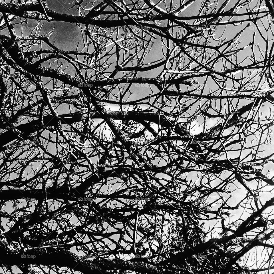 Functional network in the cell and organization in groups of speciesism 