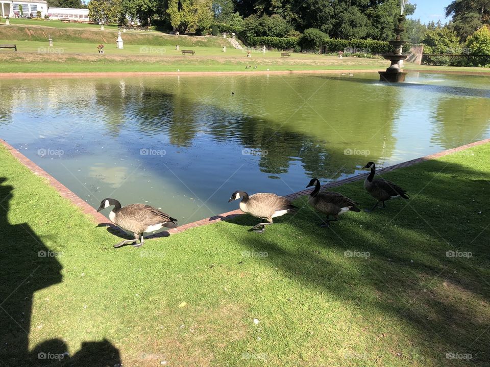 I thought it was mainly sheep who followed each other, these geese are doing a great job of that as well.