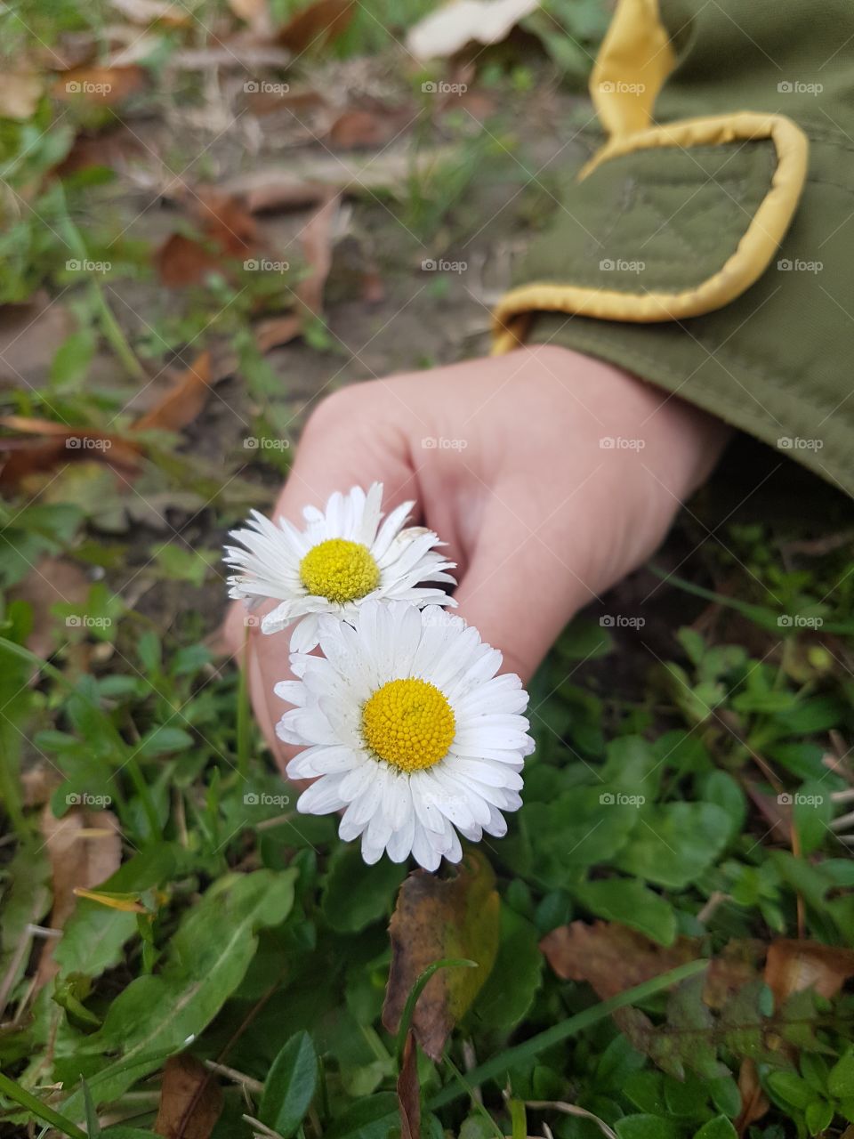 chamomile in the garden