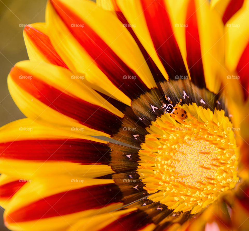 Ladybird loves pollen. 