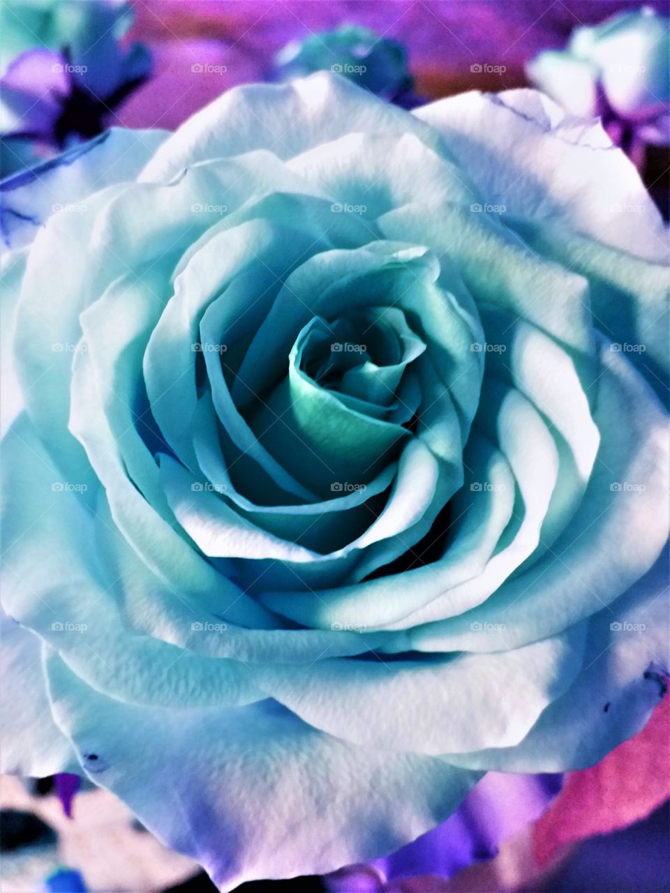 intense pastel rose